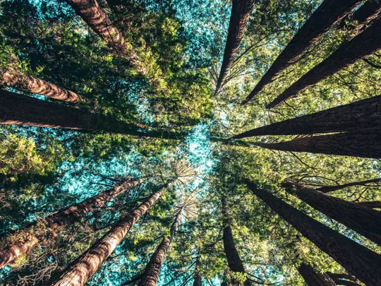 Environment