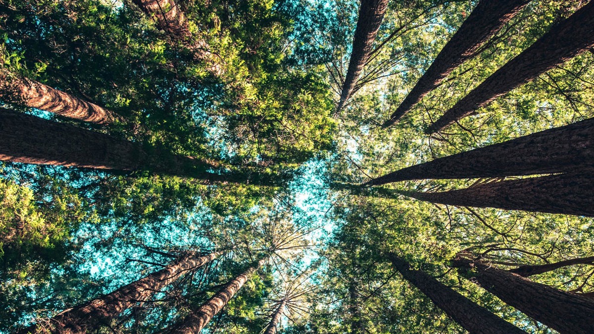 Our ESG priority areas